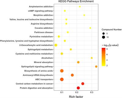 Nontargeted metabolomics to characterize the effects of isotretinoin on skin metabolism in rabbit with acne